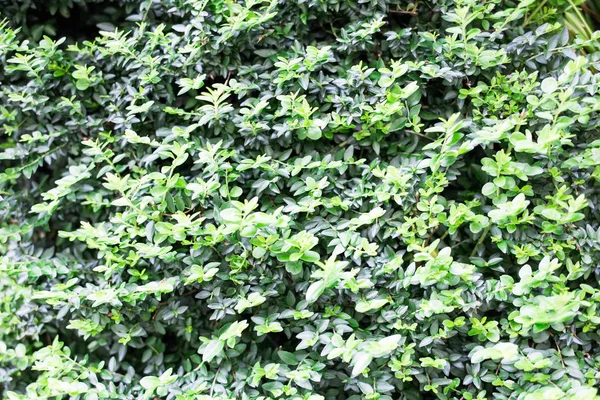 Grüne Blätter Hintergrund Grüne Blatt Muster Hintergrund Natürlicher Hintergrund — Stockfoto