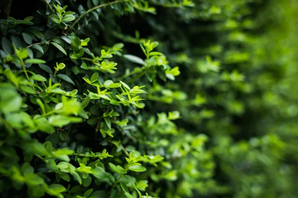 Green Leaves Background Green Leaf Pattern Background Natural Background — Stockfoto