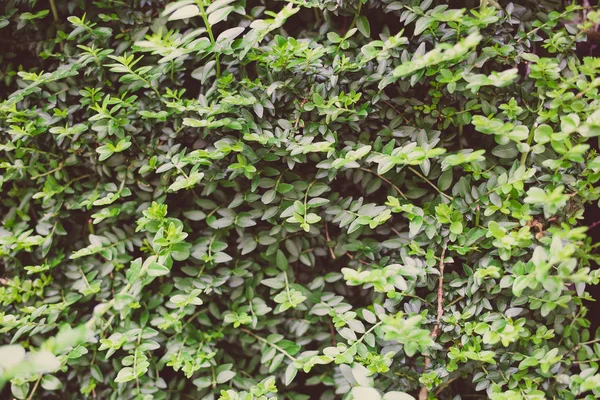 Green Leaves Background Green Leaf Pattern Background Natural Background — 图库照片