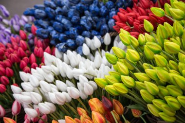 Colorful tulips on sale in Amsterdam flower market.  flowers at the market in Amsterdam, Netherlands/