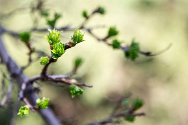 Bahar geldi. Narin bahar yaprakları. Yeni hayatın, umudun, yeni işin sembolü.