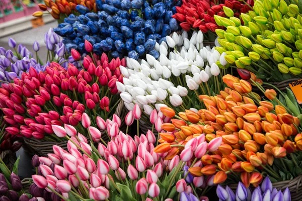 Colorful tulips on sale in Amsterdam flower market.  flowers at the market in Amsterdam, Netherlands/
