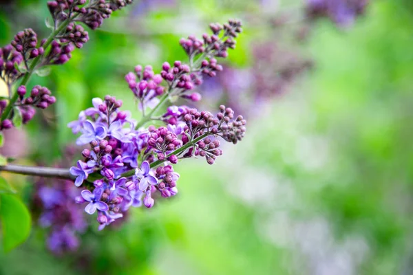 Vertakking Van Lente Van Bloeiende Lila Paars Lila Bloemen Lente — Stockfoto