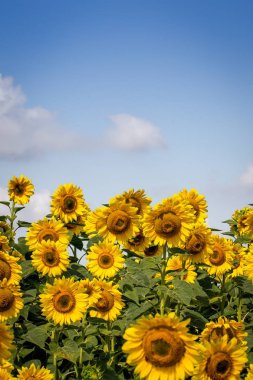 Mavi bulutlu gökyüzü ile çiçeklenme Sarı ayçiçeği Alanı