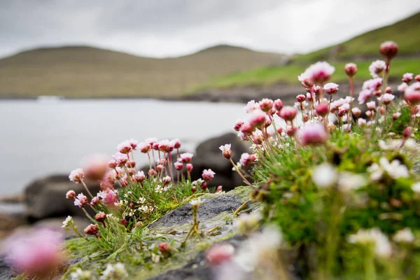 Verbena. hermosa flor, mar y montaña. Islas Feroe, Denm — Foto de Stock