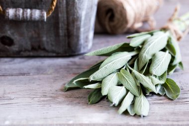 Salvia officinalis. eski ahşap sekme taze Adaçayı yaprakları demet