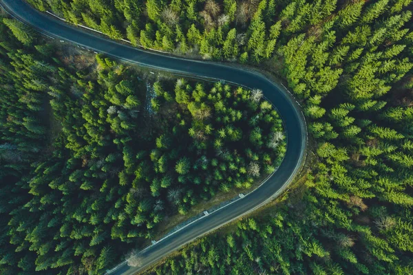 Curved aerial road from a drone. Forest asphalt road in the mountains near pine and spruce