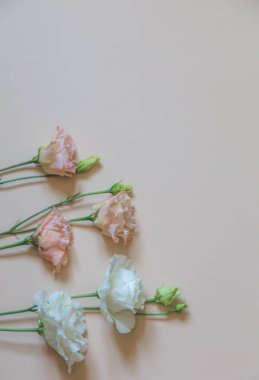 Narin bir arka planda güzel çiçekler. seçici odak, düz alan, üst görünüm, kopyalama alanı