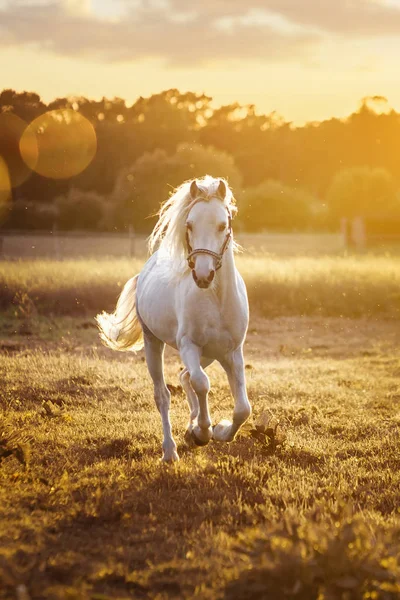 Cavallo Bianco Corre Galoppo Sul Campo Tramonto Immagini Stock Royalty Free
