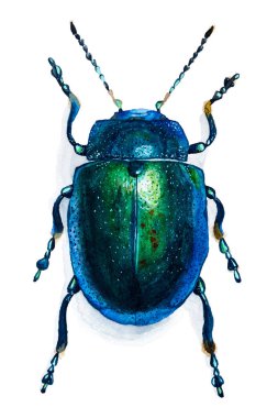 Beyaz arka plan üzerinde suluboya illüstrasyon izole el çekilmiş böceği