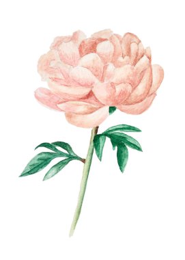 Beyaz arka plan üzerinde suluboya illüstrasyon izole yaprakları ile el çekilmiş pembe şakayık