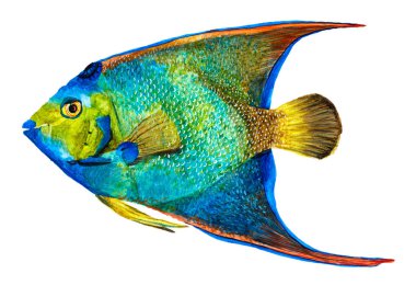 Çizilmiş Kraliçe Angelfish beyaz zemin üzerine suluboya illüstrasyon izole el