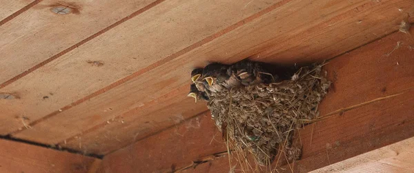 Familia de pájaros en el nido. Alimentación de pájaros pequeños, recién nacidos. Tragar protegiendo aves recién nacidas dentro del granero — Foto de Stock