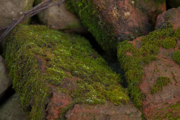 Grön Mossa Bakgrunden Vackra Naturen Närbild Mossa Tegelvägg — Stockfoto