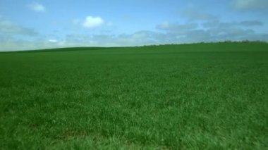 taze yeşil çim alan