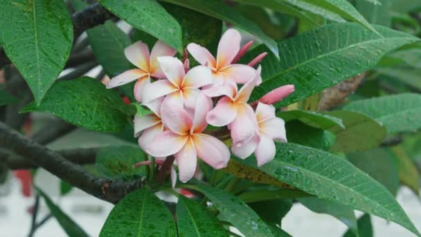Plumeria pembe çiçek — Stok video