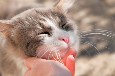 Beyaz ve gri bir kediyi okşamak ve okşamak. Mutlu kedinin şaşı gözleri kapalı. Bir evcil hayvana bakıyorum. Hayvan barınağı. beyaz bıyıklı sağlıklı kedi yavrusu