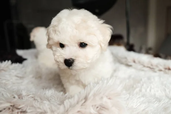 Белый щенок из бишона на мягком белом меховом одеяле, смотрящий в камеру. Милая собачка, милая собачка. монохромная фотография. Мбаппе о селекционере — стоковое фото