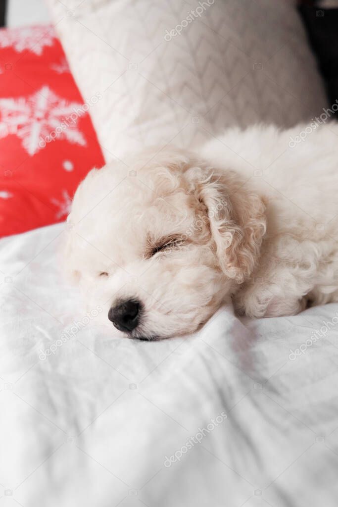 white bichon frise puppy sleeping on white bed with red christmas decor pillow. cute little lap dog, sweet pet. monochrome photograph. bishon breeder. new year winter snuggle 