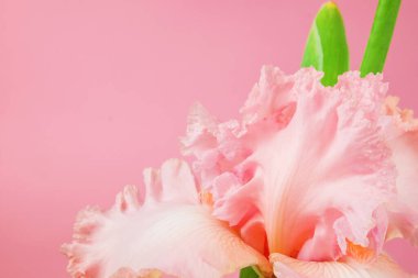 Pembe botanik arka planda pembe çiçek. Magenta iris. Sofistike kadın çiçek afişi. Güzellik, ilaç, makyaj, kozmetik, spa ya da parfüm için arka plan. Zarif doğal kız tasarımı. 