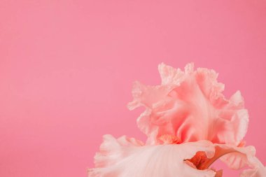 Pembe botanik arka planda güzel pembe bir çiçek. Magenta iris. Sofistike kadın çiçek afişi. Güzellik, ilaç, makyaj, kozmetik, spa ya da parfüm için arka plan. Zarif doğal kız.. 