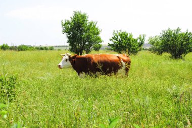 Sahadaki ağaçların arasında yeşil çimlerde otlayan sağlıklı, beyaz ve kahverengi bir inek. Organik süt ürünleri yetiştiriciliği. Sığırlar besleyici otlarla besleniyor. Öğlen güneşli bir günde.
