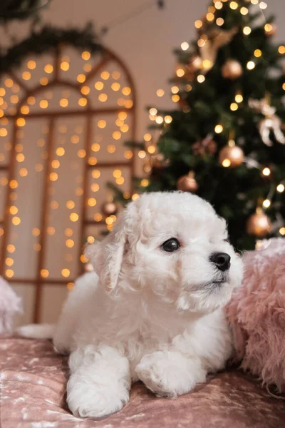 Бишон фриз щенок на розовом бархатном одеяло с елкой огни и украшения в background.cute очаровательный белый щенок на празднование Нового года . — стоковое фото