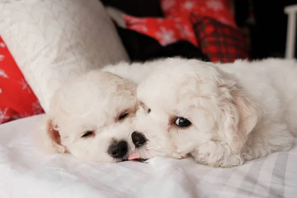 White bichon frise puppy on a soft white fur blanket looking at the camera. cute little lap dog, sweet pet. monochrome photograph. bishon breeder. two puppies kissing — Stock Photo, Image