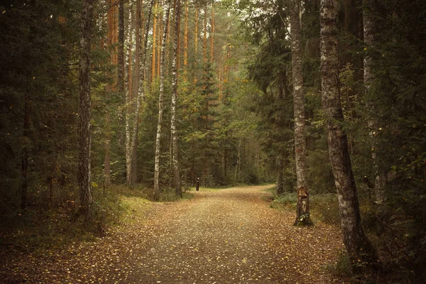 tazelik ve barış olduğunu sadece ormanda