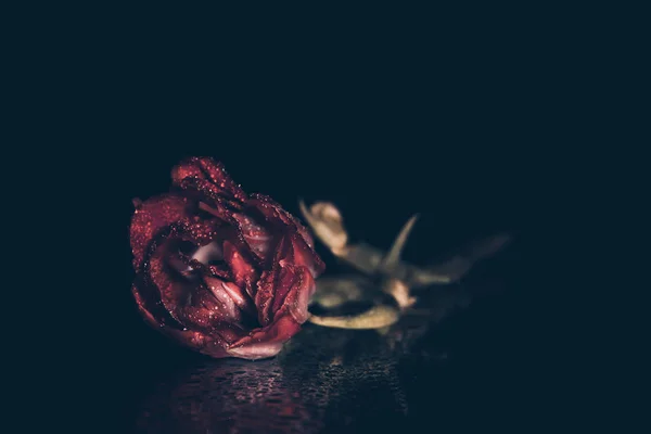 tatil güzel çiçekler Lale çiçek ve iç dekorasyon