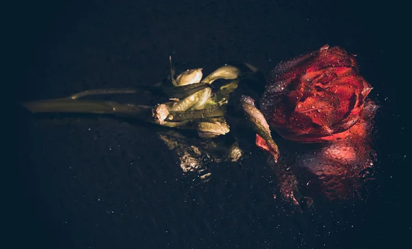 tatil güzel çiçekler Lale çiçek ve iç dekorasyon