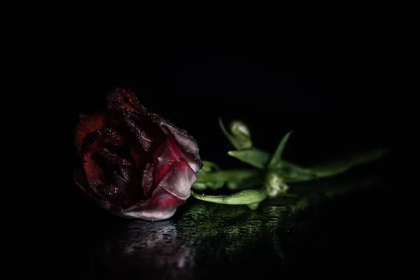 tatil güzel çiçekler Lale çiçek ve iç dekorasyon