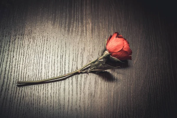 tatil güzel çiçekler Lale çiçek ve iç dekorasyon