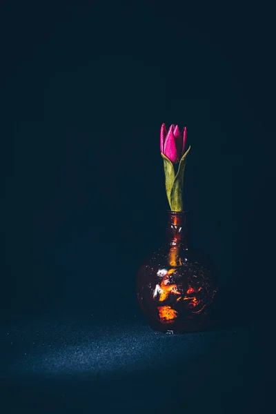 tatil güzel çiçekler Lale çiçek ve iç dekorasyon