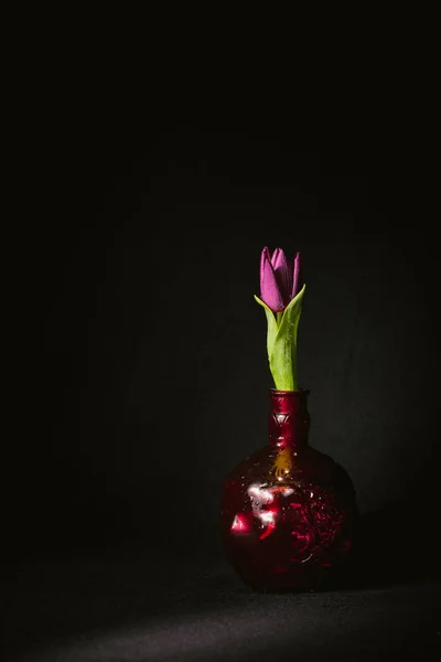 tatil güzel çiçekler Lale çiçek ve iç dekorasyon