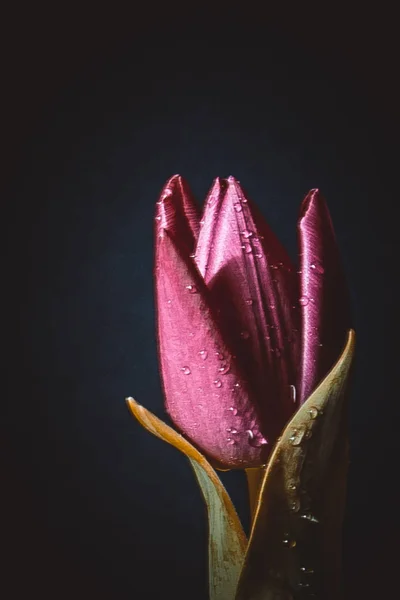 tatil güzel çiçekler Lale çiçek ve iç dekorasyon