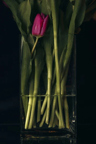 tatil güzel çiçekler Lale çiçek ve iç dekorasyon