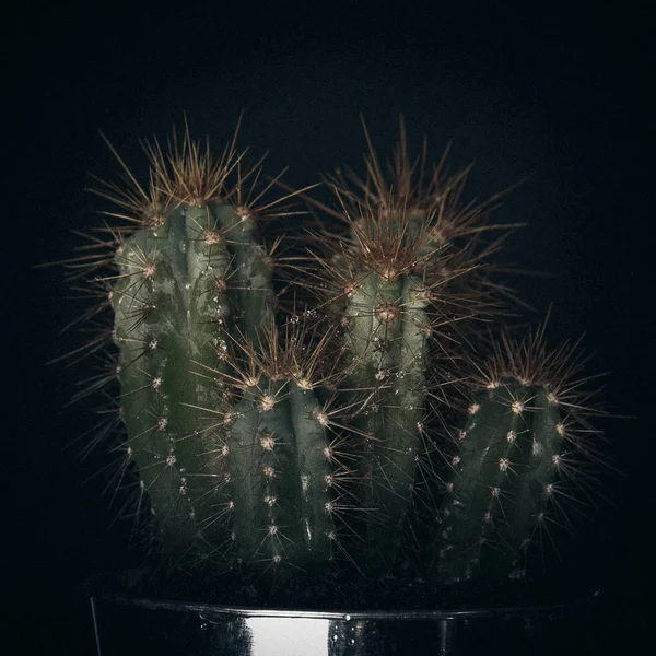 tatil güzel çiçekler Lale çiçek ve iç dekorasyon