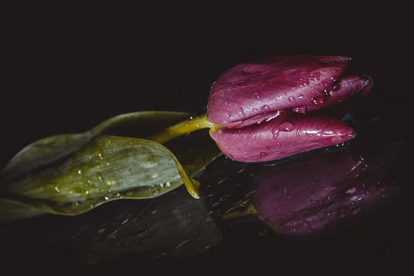 tatil güzel çiçekler Lale çiçek ve iç dekorasyon