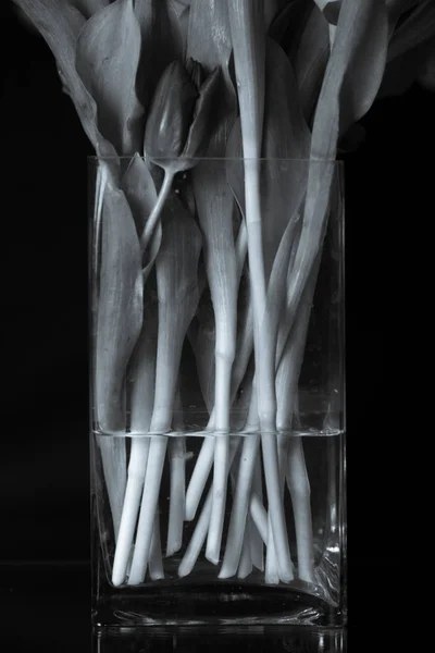 tatil güzel çiçekler Lale çiçek ve iç dekorasyon