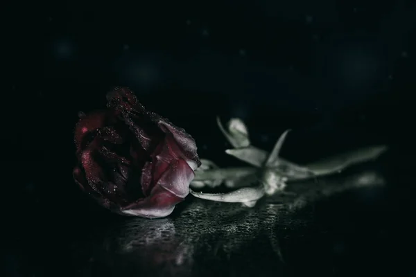 tatil güzel çiçekler Lale çiçek ve iç dekorasyon