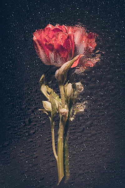 Gyönyörű Virágok Tulipán Nyaralóház Virágok Lakberendezés Stock Fotó
