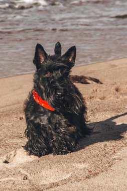 İskoç terrier en eğlenceli ve tür köpek olduğunu