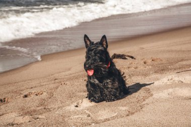 İskoç terrier en eğlenceli ve tür köpek olduğunu