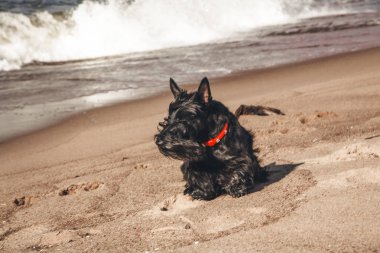 İskoç terrier en eğlenceli ve tür köpek olduğunu