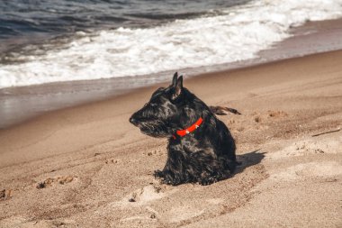 İskoç terrier en eğlenceli ve tür köpek olduğunu