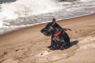 İskoç terrier en eğlenceli ve tür köpek olduğunu