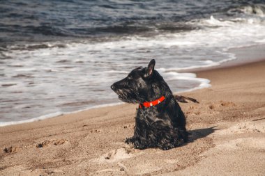 İskoç terrier en eğlenceli ve tür köpek olduğunu