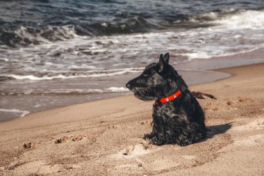 İskoç terrier en eğlenceli ve tür köpek olduğunu