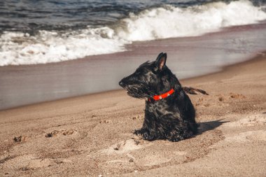 İskoç terrier en eğlenceli ve tür köpek olduğunu